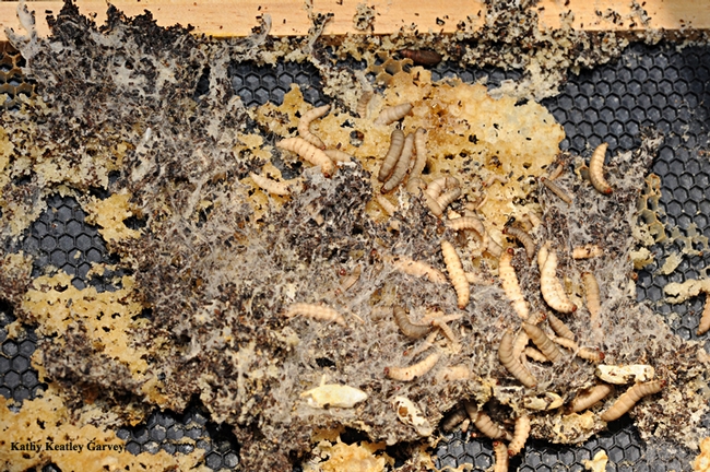 An infestation of wax moth larvae. (Photo by Kathy Keatley Garvey)