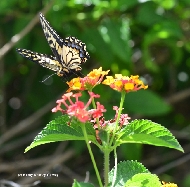 Anise swallowtail about to take flight. (Photo by Kathy Keatley Garvey)