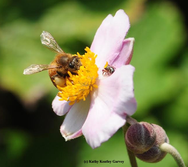 A camouflaged jumping spider eyes a honey bee on Japanese anemone. (Photo by Kathy Keatley Garvey)