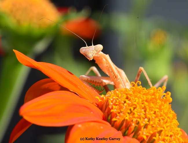 A praying mantis eyes the photographer. (Photo by Kathy Keatley Garvey)