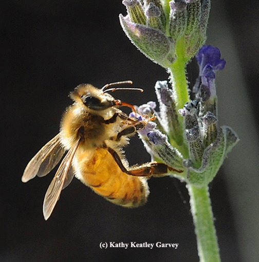Honey bee sipping nectar from lavender. (Photo by Kathy Keatley Garvey)