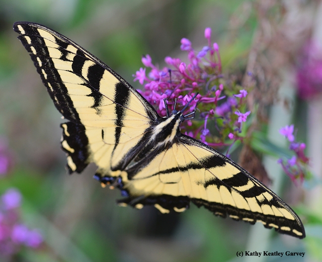 Western tiger swallowtail, Papilio rutulus, glides on Jupiter's beard, Centranthus ruber. This one is missing part of its wing structure, no thanks to a predator. (Photo by Kathy Keatley Garvey)