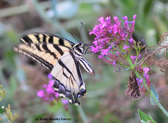 Western tiger swallowtail sipping nectar from Jupiter's beard. (Photo by Kathy Keatley Garvey)