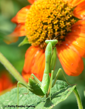 Praying mantis, waiting, waiting, waiting. (Photo by Kathy Keatley Garvey)