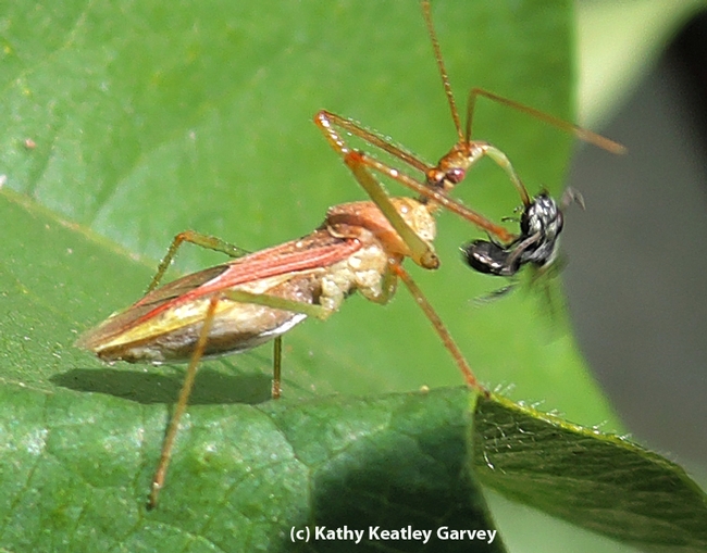 A fast-moving assassin bug spears a male metallic sweat bee. (Photo by Kathy Keatley Garvey)