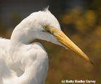 Egret feasted on our fish. (Photo by Kathy Keatley Garvey)