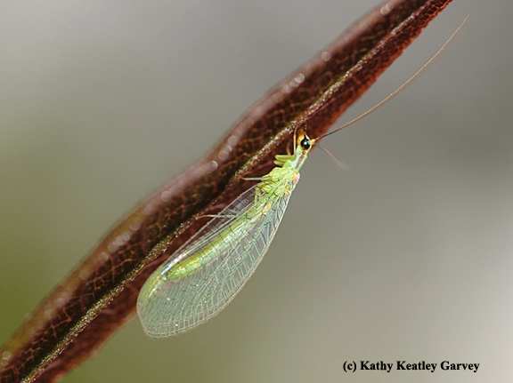 A lacewing glows in the afternoon sun. Larvae eat such soft-bodied insects as mealybugs, psyllids, thrips, mites, whiteflies, aphids, small caterpillars, leafhoppers, and insect eggs, according to the UC IPM website. (Photo by Kathy Keatley Garvey)