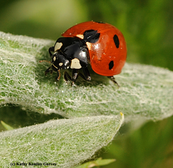 The lady beetle, aka ladybug, is well known for its voracious appetite of aphids. (Photo by Kathy Keatley Garvey)