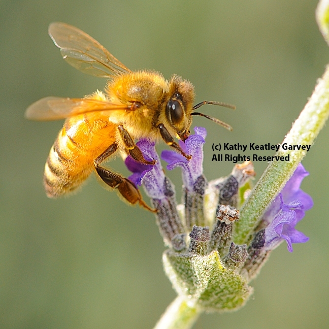 Golden bee (Cordovan) on lavender. (Photo by Kathy Keatley Garvey)