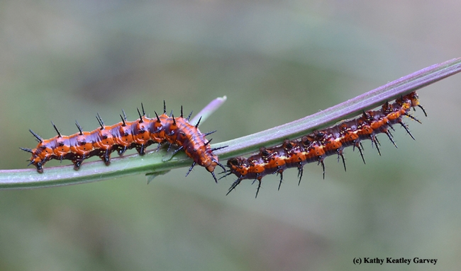 Two Gulf Fritillary caterpillars meet on a stem after having munched all the leaves. (Photo by Kathy Keatley Garvey)