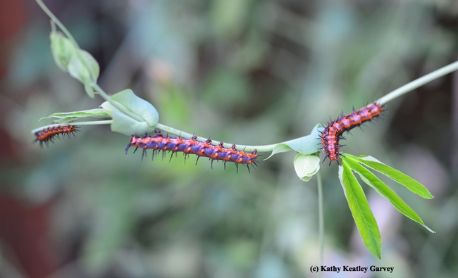 A trio of hungry Gulf Frit caterpillars. (Photo by Kathy Keatley Garvey)