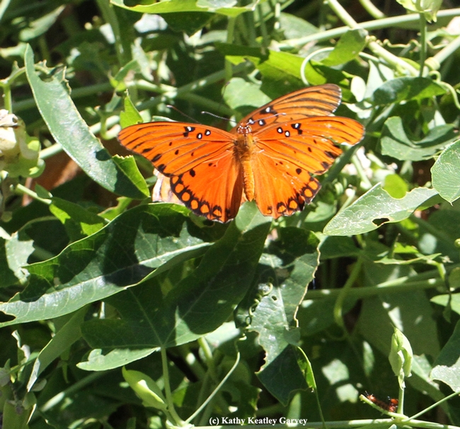 Two Gulf Fritillaries ready to mate. Note the decimated leaves around them. (Photo by Kathy Keatley Garvey)