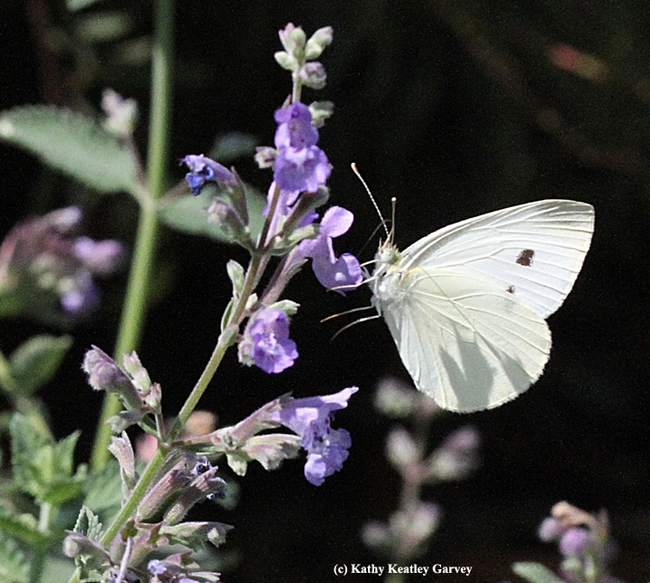 Cabbage white nectaring on catmint. (Photo by Kathy Keatley Garvey)