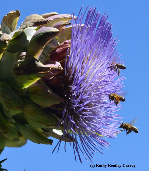 Honey bees flying in formation toward an artichoke in bloom. (Photo by Kathy Keatley Garvey)