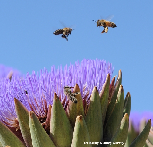 Carrying heavy loads of pollen, bees look for more. (Photo by Kathy Keatley Garvey)