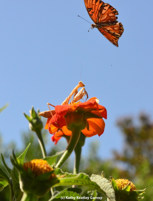 The Gulf Fritillary moves out of the way of the praying matnis. (Photo by Kathy Keatley Garvey)