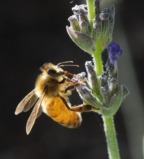 ITALIAN HONEY BEE forages for nectar on lavender. (Photo by Kathy Keatley Garvey)