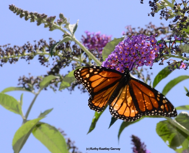 Monarch butterfly heading toward a butterfly bush. (Photo by Kathy Keatley Garvey)
