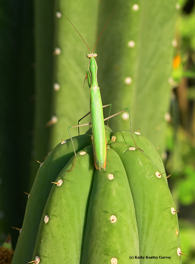 Praying mantis, perfectly camouflaged, stops in the midpoint of his climb. (Photo by Kathy Keatley Garvey)