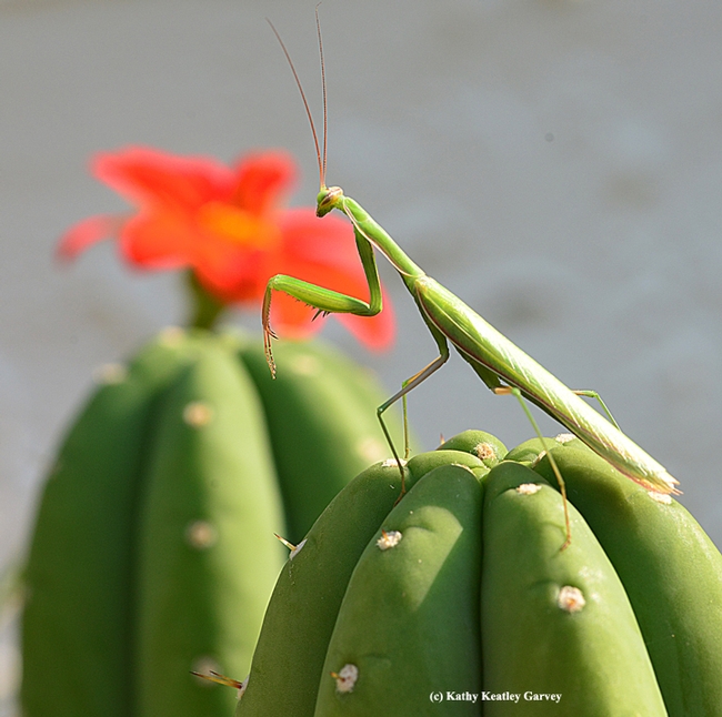 Praying mantis reaches the summit. In the background is a Mexican sunflower, Tithonia. (Photo by Kathy Keatley Garvey)