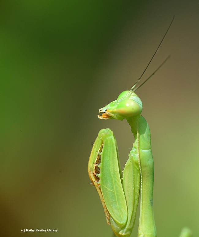 Praying mantis folds his spiked forelegs, as if in prayer. (Photo by Kathy Keatley Garvey)