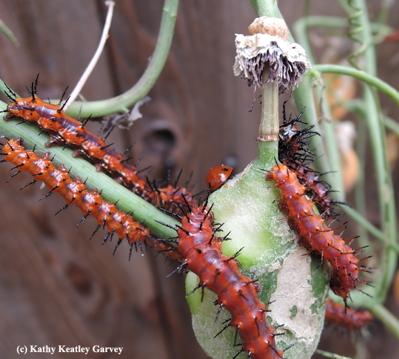 Gulf Fritillary caterpillars move around the lady beetle, aka ladybug. (Photo by Kathy Keatley Garvey)