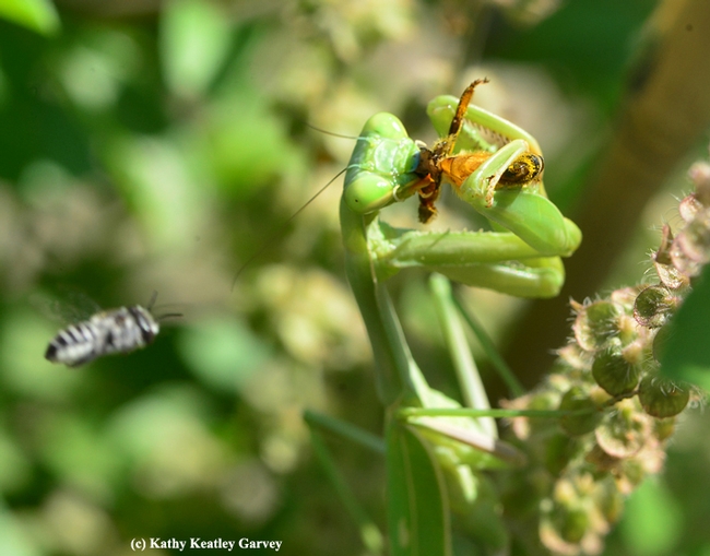 The leafcutter bee targets the praying mantis. (Photo by Kathy Keatley Garvey)