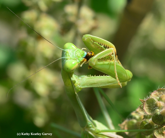 The praying mantis polishes off the last morsel. (Photo by Kathy Keatley Garvey)