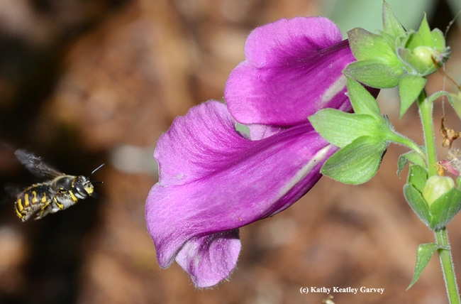 What's inside? This male European carder bee is investigating. (Photo by Kathy Keatley Garvey(