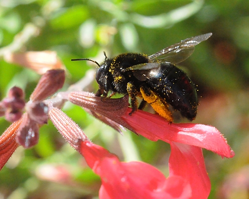 Carpenter Bee Robbing Nectar