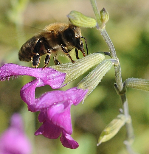 Honey Bee Robbing Nectar