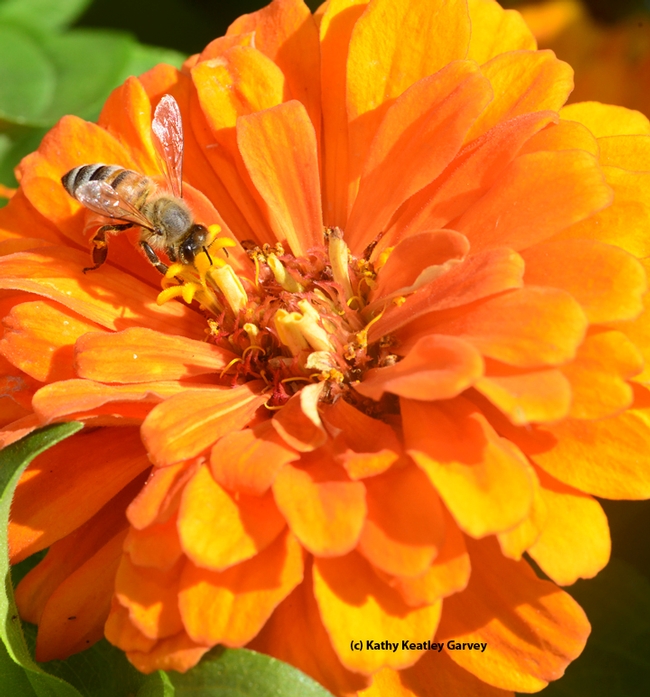 A honey bee foraging on a zinnia. (Photo by Kathy Keatley Garvey)