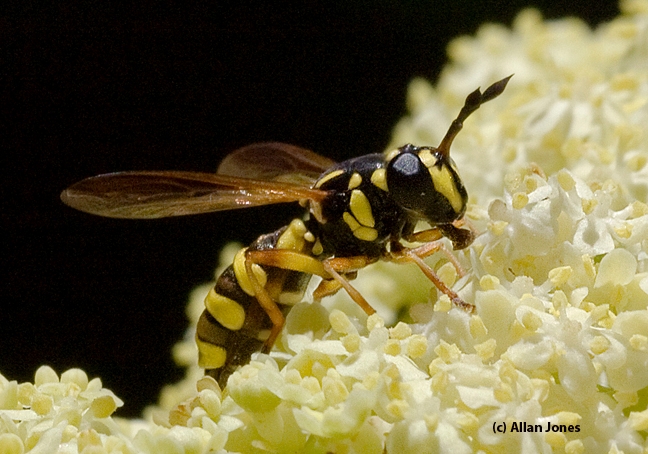 Davis photographer Allan Jones captured this fantastic  image of the wasp mimic, Ceriana. (Photo by Kathy Keatley Garvey)