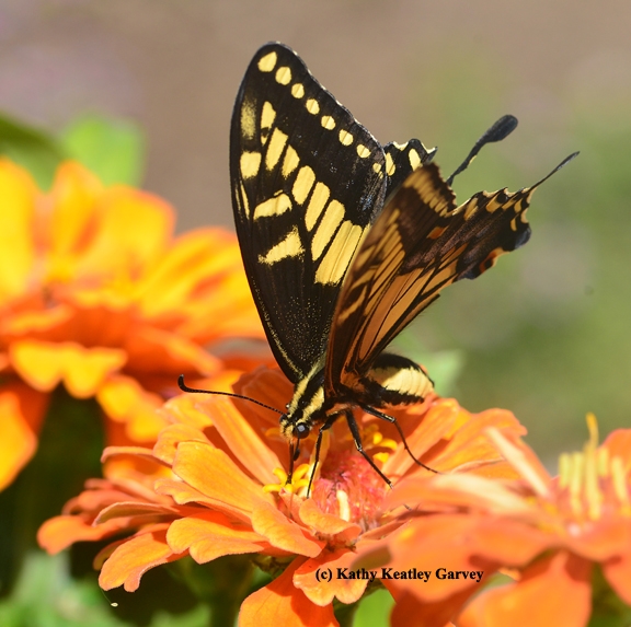 Anise Swallowtail nectaring on zinnia.  (Photo by Kathy Keatley Garvey)