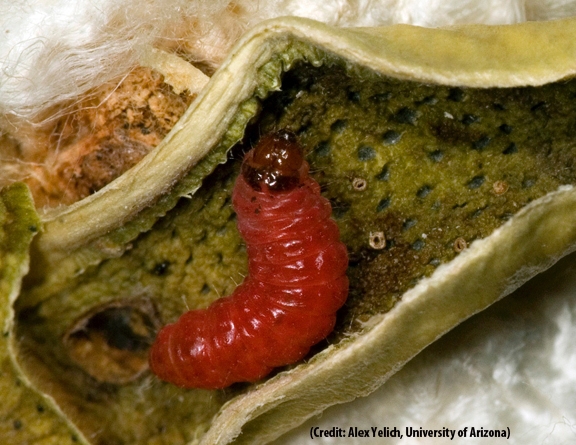 The pink bollworm, a global pest of cotton, has evolved resistance to genetically modified   cotton in India, but not in Arizona where farmers have planted refuges of conventional cotton to reduce   selection for resistance. (Photo by Alex Yelich, University of Arizona)
