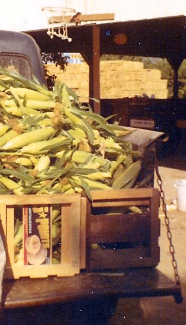 Harvested corn from the 1950s. Farmers planting these crops slow the evolution of resistance to genetically modified corn and other crops, the research team said