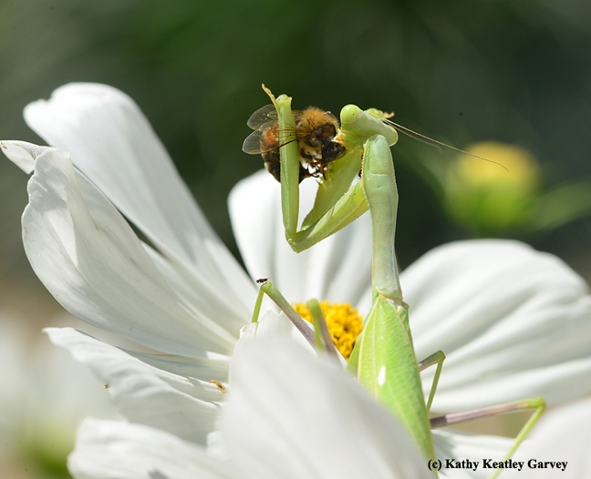 A strike! First prey is a honey bee. (Photo by Kathy Keatley Garvey)