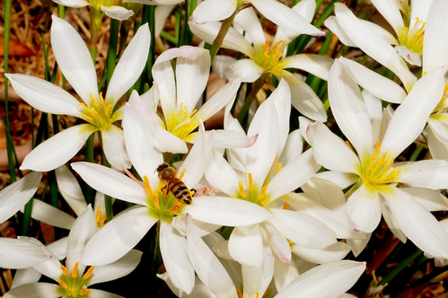 Honey Bee in Rain Lily
