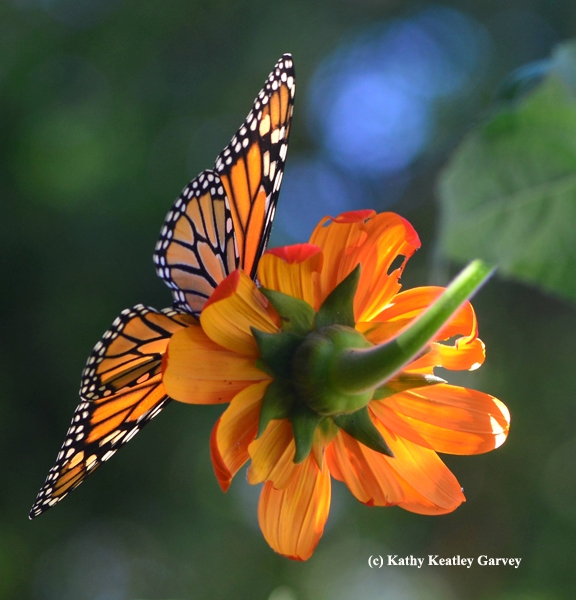 Backlit, the monarch resembles a stained glass window as it touches down on a Mexican sunflower (Tithonia). (Photo by Kathy Keatley Garvey)
