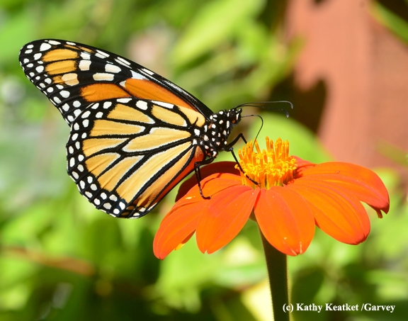 Side view of a monarch on a Tithonia. (Photo by Kathy Keatley Garvey)