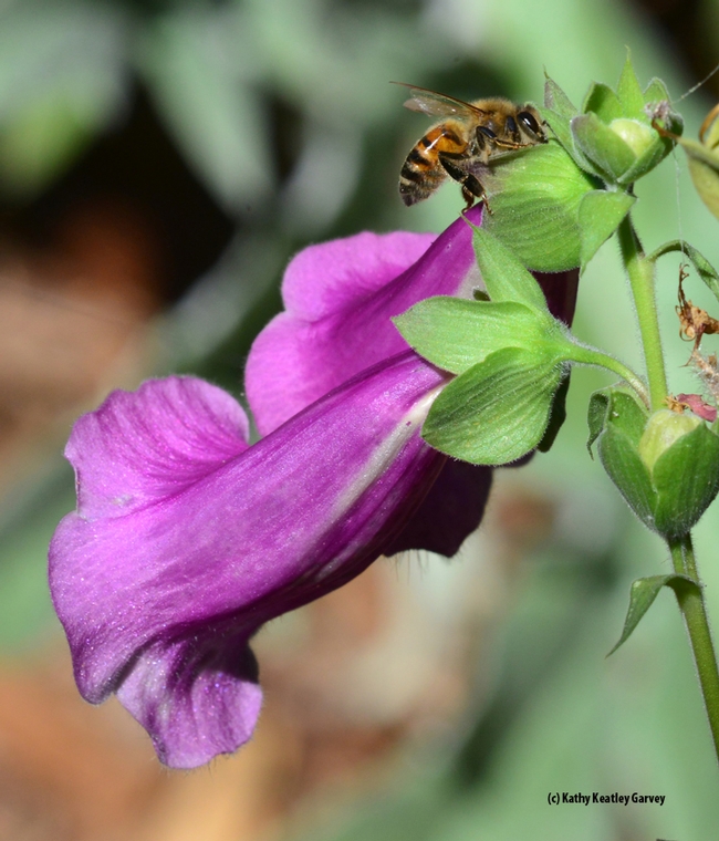A honey bee sipping nectar from a hole drilled by a carpenter bee on a foxglove. (Photo by Kathy Keatley Garvey)