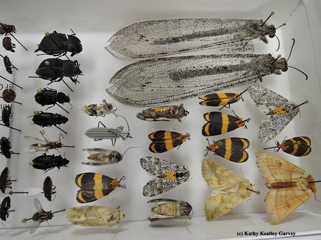 The Bohart Museum is home to nearly eight million insect specimens. (Photo by Kathy Keatley Garvey)