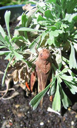 Grasshopper, Cratypedes neglectus, nibbling on sagebrush.