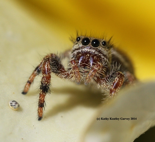 A jumping spider, nestled in the petals of a yellow rose, 