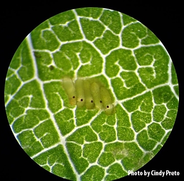Parasitized eggs of Virginia Creeper leafhoppers. (Photo by Cindy Preto)