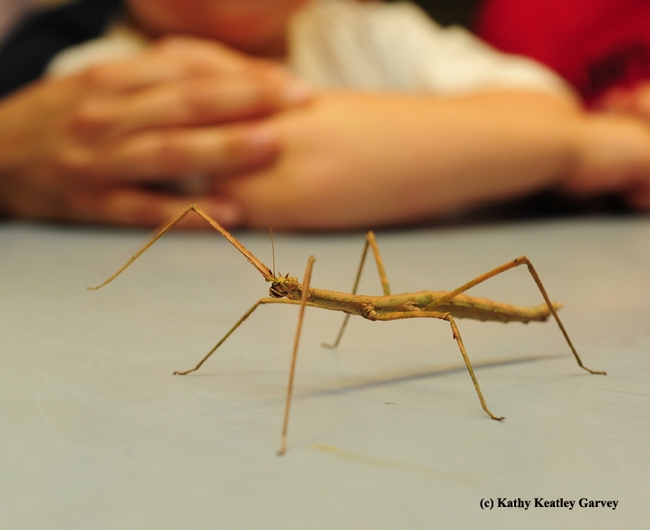 A walking stick is expected to be one of the Bohart Museum of Entomology attractions at Exploratorium Pier 15 on Oct. 2. (Photo by Kathy Keatley Garvey)