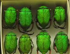 Jeweled beetles at the Bohart. (Photo by Kathy Keatley Garvey)