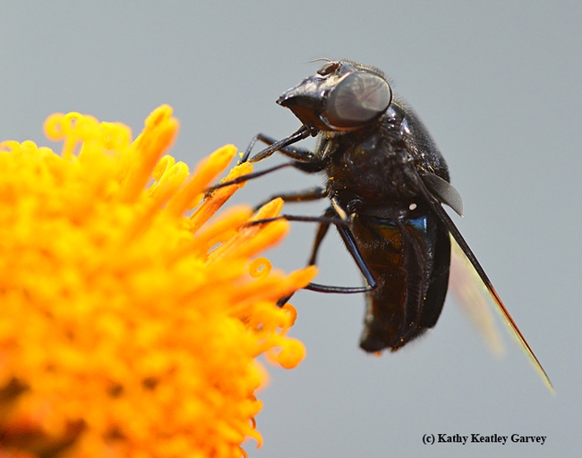 Side view of the black syrphid fly, a Mexican cactus flower. (Photo by Kathy Keatley Garvey)