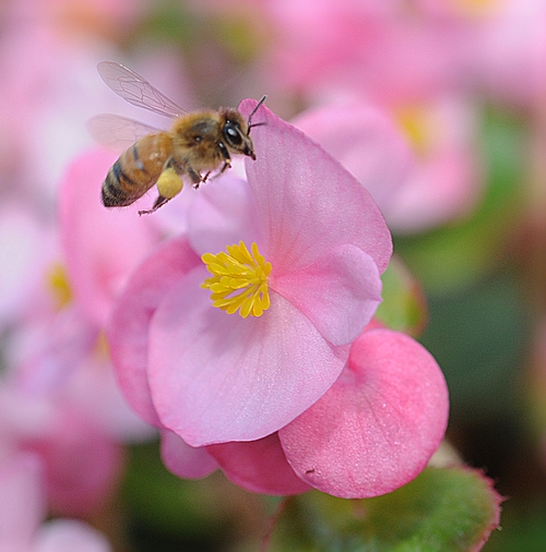 Honey Bee and Begonia