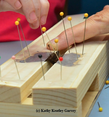 Fingers work on pinning a butterfly. (Photo by Kathy Keatley Garvey)